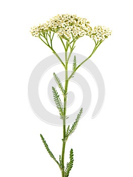 Yarrow plant (Achillea millefolium ) photo