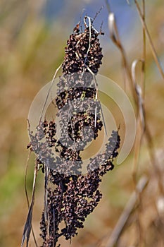 Yarrow Plant in polesye Natural Resort at Fall Season