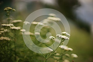 Yarrow plant with white flowers grow in the summer day by the road