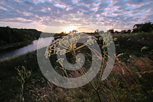 Yarrow in the rays of the setting sun closeup at river background