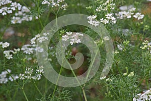 Yarrow spice /herb with white blooms growing