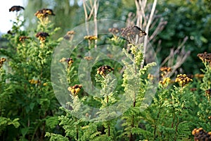 Yarrow is a styptic with wound healing properties