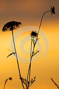 Yarrow in the sun