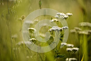 Yarrow Umbels on the Summer Meadow