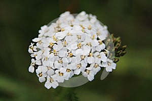 Yarrow white flowers Achillea millefolium against green blurred grass. Flowering plant. Medicinal plants. Wild flowers