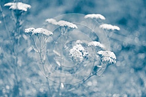 Yarrow with white flowers grow in the blue garden, blurred unfocused photo