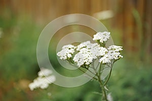 Yarrow with white flowers grow in the garden