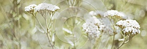 Yarrow with white flowers grow in the sunny garden, blurred