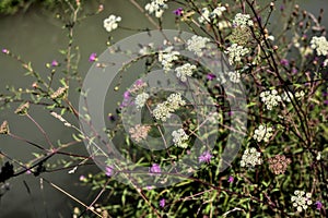 Yarrow with wildflowers by the edge of a stream of water seen up close