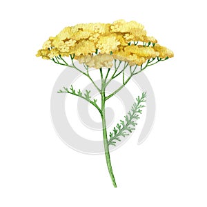 Yarrow yellow flower. Watercolor illustration. Hand drawn milfoil wild organic herb. Yarrow medical plant element