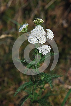 Yarrow â€“ Achillea millefolium