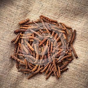 Yarsagumba (Cordyceps sinesis)