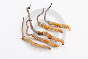 Yarsagumba Cordyceps sinesis Yartsa Gunbu himalayan gold Nepal isolated in white background