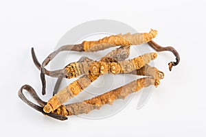 Yarsagumba Cordyceps sinesis Yartsa Gunbu himalayan gold Nepal in white background