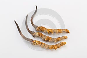 Yarsagumba Cordyceps sinesis Yartsa Gunbu himalayan gold Nepal in white background