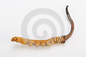 Yarsagumba Cordyceps sinesis Yartsa Gunbu himalayan gold Nepal in white background photo