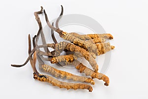 Yarsagumba Cordyceps sinesis Yartsa Gunbu himalayan gold Nepal in white background photo