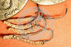 Yarsagumba,Yarsagumba Chinese Mushroom Cordyceps