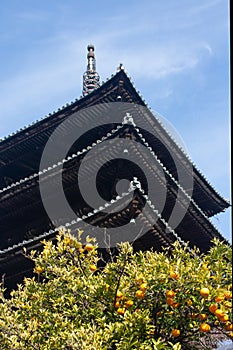 Yasaka Tower in Gion in Kyoto, Japan, with a tree with lemons in front of it