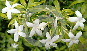 Yasmin jasmine flowers that are so beautiful after a rain shower