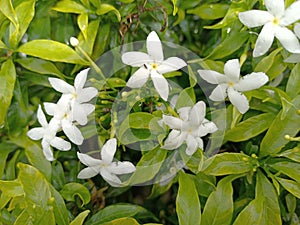 Yasmin jasmine flowers that are so beautiful after a rain shower