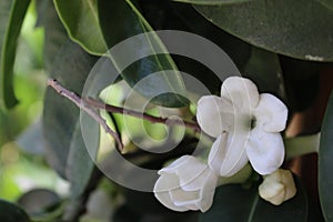 Yasmin`s Little White Flowers, Touch of spring