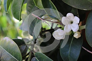 Yasmin`s Little White Flowers, Touch of spring