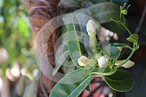 Yasmin`s Little White Flowers, Touch of spring