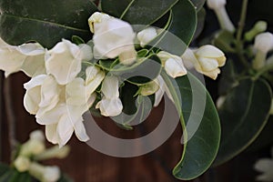 Yasmin`s Little White Flowers, Touch of spring