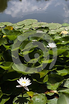 YASNAYA POLYANA. TULA REGION. RUSSIA - July 27, 2021: The water lilies in manor house pond in the summer.