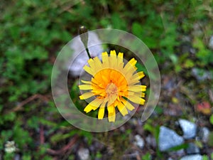 Yastrebinka-Hieracium - alone yellow flower