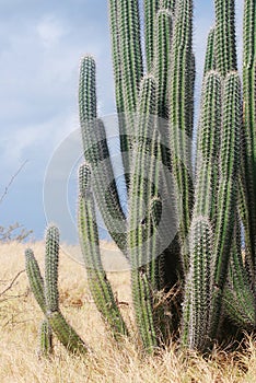 Yatu Cactus in Aruba