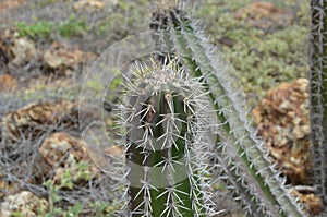 Yatu Cactus in the Desert