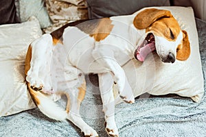 Yawing beagle dog on sofa photo