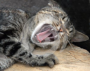 Yawn cat