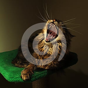 Yawn cat