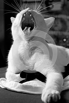 Yawn cat
