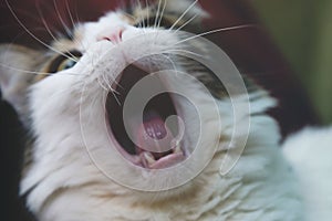 A yawn cat