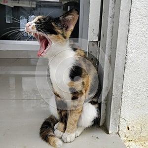 Yawn cat