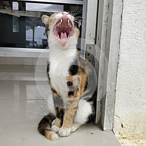 Yawn cat