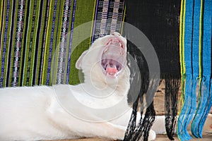 Yawn Cat with silk in background