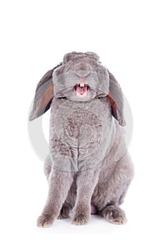 Yawn Grey lop-eared rabbit rex breed