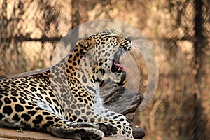 Yawn of the Indian Leopard