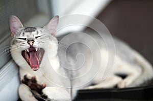 Yawn silver burmilla cat