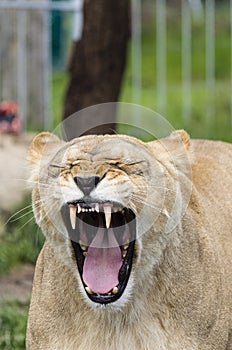 Yawner Lioness