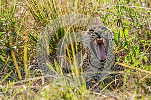 Yawning African Leopard, South Luangwa, Zambia