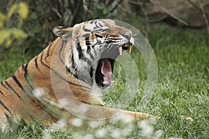 Yawning amur tiger