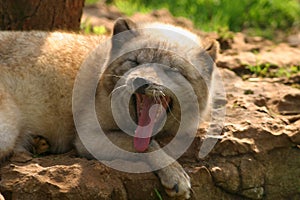 Yawning Arctic Fox Photo