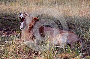 Yawning asiatic lion showing fangs