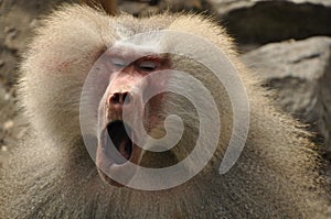 Yawning baboon photo